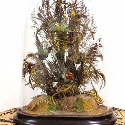 Antique Victorian Taxidermy Exotic Bird Display In Dome