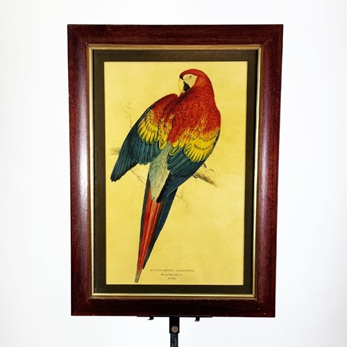 Red And Yellow Maccaw By Edward Lear