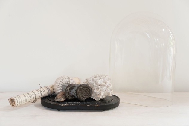  Vintage Display Dome with Fossil collection-decorative-antiques-uk-Fos4_main_636011031839077967.jpg