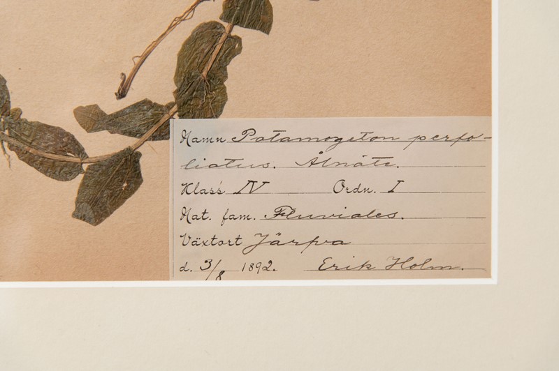 Framed 19th Century Swedish Herbarium-decorative-antiques-uk-dajuly21-184-main-637631965229536258.jpg