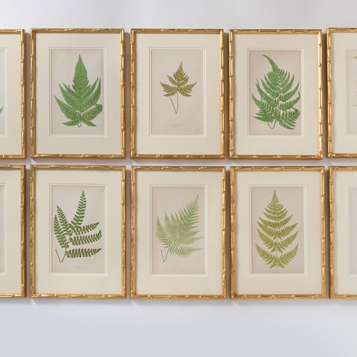 Antique 19thC  Fern prints in gilt bamboo frames