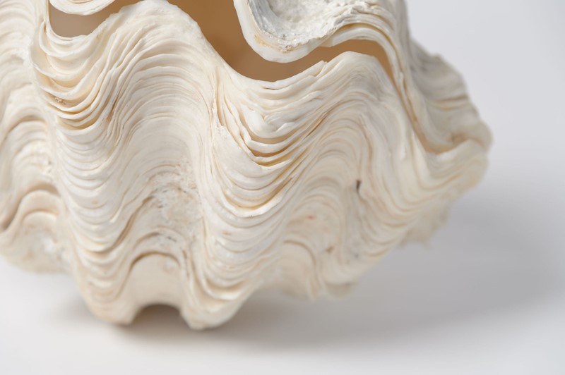 Complete Ruffle Clam shell-decorative-antiques-uk-damarch21-22-main-637508776419419833.jpg
