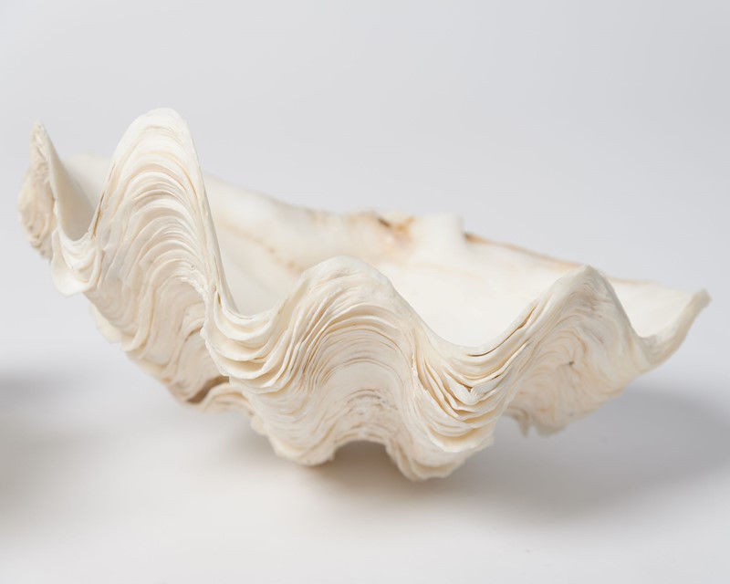 Complete Ruffle Clam shell-decorative-antiques-uk-damarch21-31-main-637508776493325734.jpg