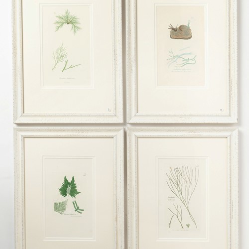 Antique Seaweed Hand Coloured Engraved prints