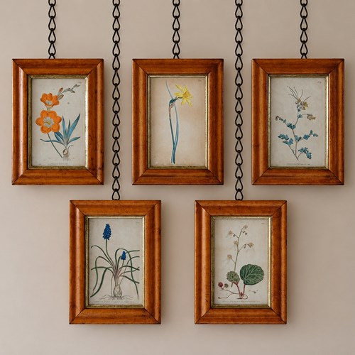 Set Of  5 Botanical Images From 18Th Century