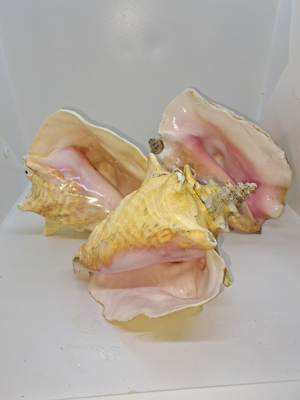 Three beautiful conch shells-dick-liddy-antiques-20220827-231652-main-637972392021066980.jpg