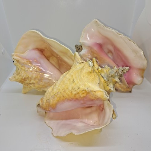 Three beautiful conch shells
