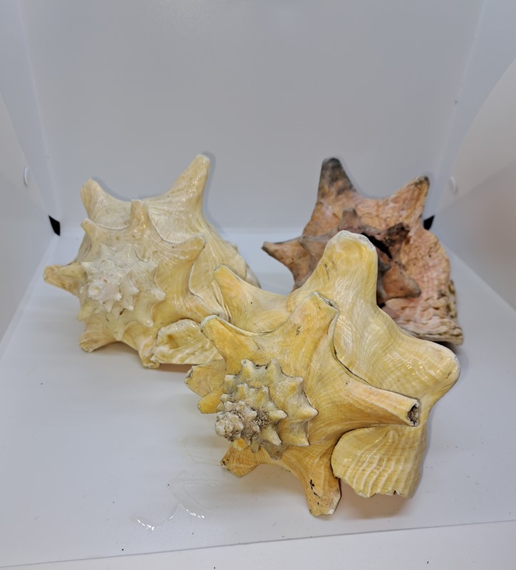 Three beautiful conch shells-dick-liddy-antiques-20220827-231713-main-637972392383645162.jpg