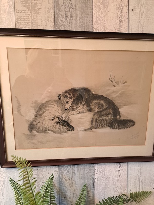 Excellent pencil drawing dog and sheep-dick-liddy-antiques-20220930-162301-main-638001521598545309.jpg