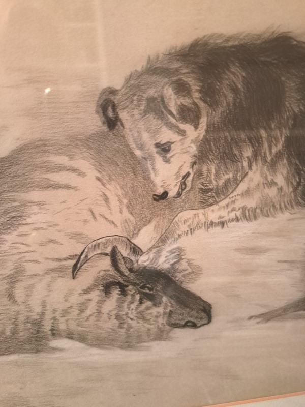 Excellent pencil drawing dog and sheep-dick-liddy-antiques-20220930-162411-main-638001521219483518.jpg