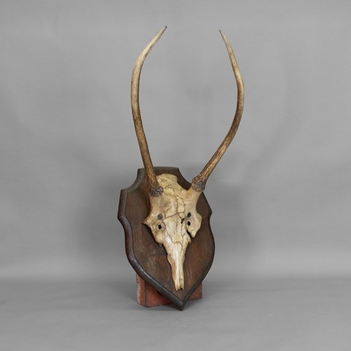 Mounted Horns
