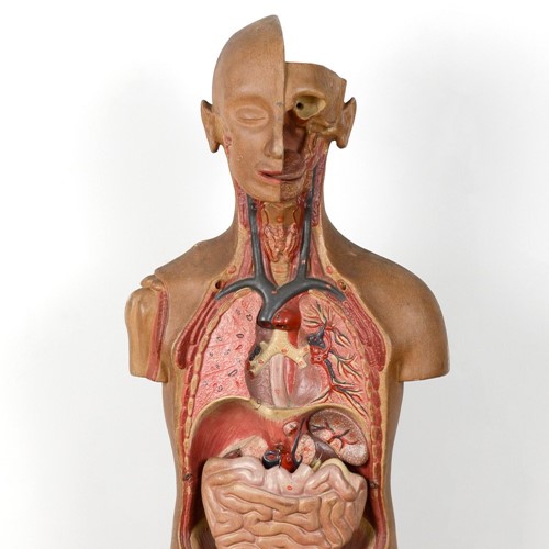 1940's anatomy mannequin / dummy