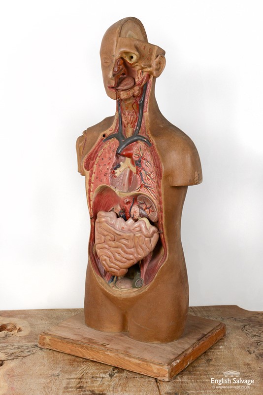 1940's anatomy mannequin / dummy-english-salvage-b1026-3-main-637774966275106339.jpg