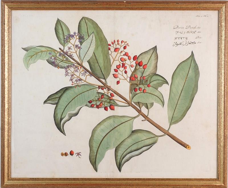 Eight Hand-Coloured Botanical Engravings From Hortus Indicus Malabaricus (1693)-epilogue-one-antiques-botanical-1-main-638116473179309481.jpg