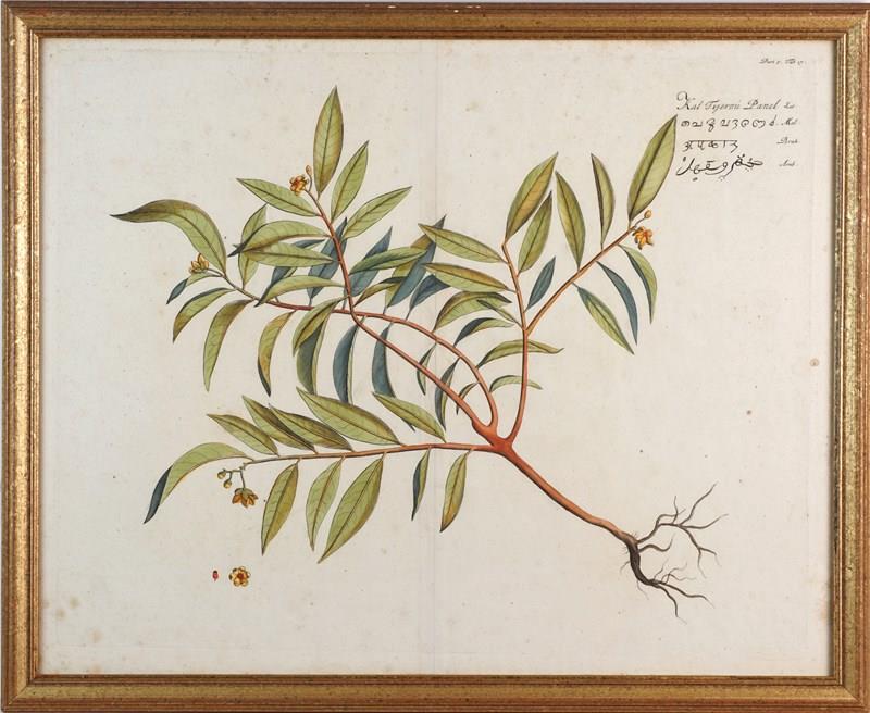 Eight Hand-Coloured Botanical Engravings From Hortus Indicus Malabaricus (1693)-epilogue-one-antiques-botanical-2-main-638116473229934146.jpg