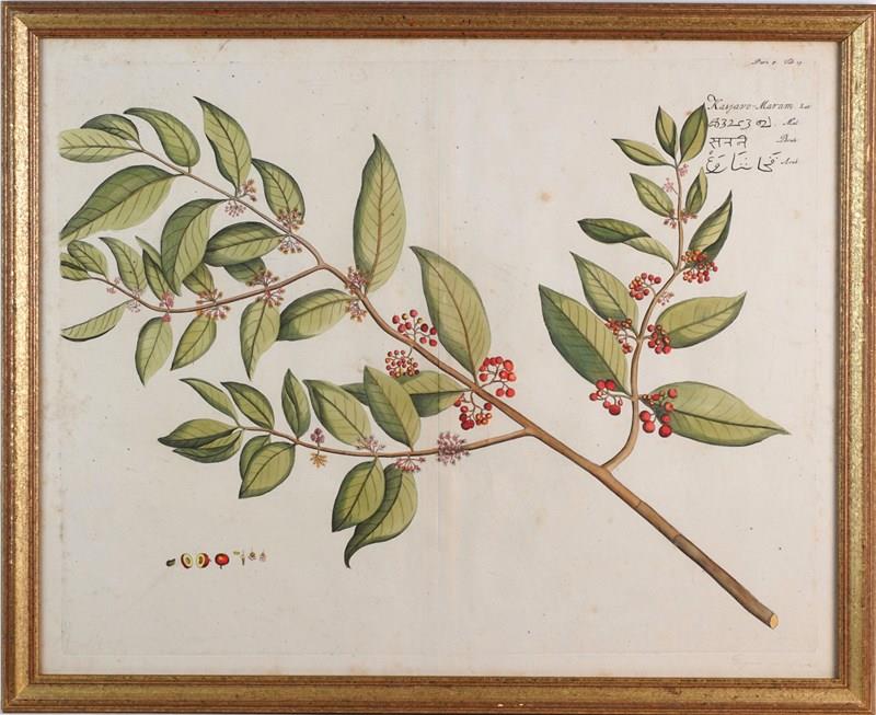 Eight Hand-Coloured Botanical Engravings From Hortus Indicus Malabaricus (1693)-epilogue-one-antiques-botanical-3-main-638116473280245871.jpg