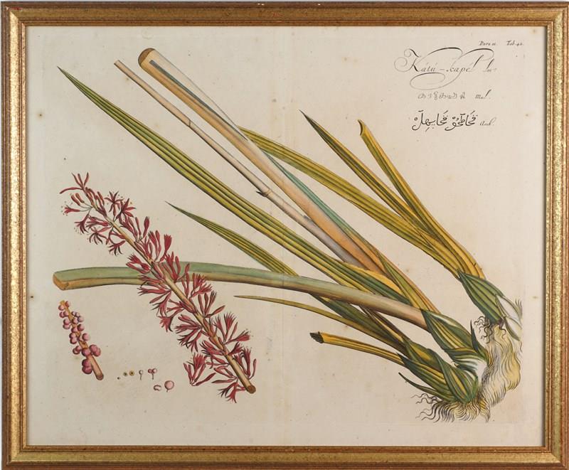 Eight Hand-Coloured Botanical Engravings From Hortus Indicus Malabaricus (1693)-epilogue-one-antiques-botanical-4-main-638116473331182487.jpg