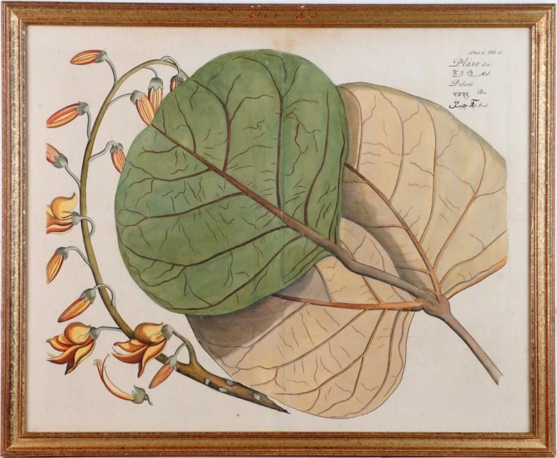 Eight Hand-Coloured Botanical Engravings From Hortus Indicus Malabaricus (1693)-epilogue-one-antiques-botanical-5-main-638116473382431835.jpg