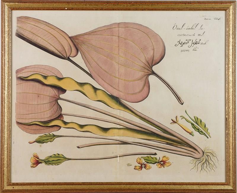 Eight Hand-Coloured Botanical Engravings From Hortus Indicus Malabaricus (1693)-epilogue-one-antiques-botanical-6-main-638116473396025388.jpg