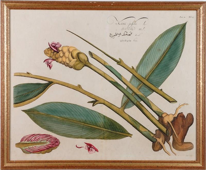 Eight Hand-Coloured Botanical Engravings From Hortus Indicus Malabaricus (1693)-epilogue-one-antiques-botanical-7-main-638116473410088073.jpg