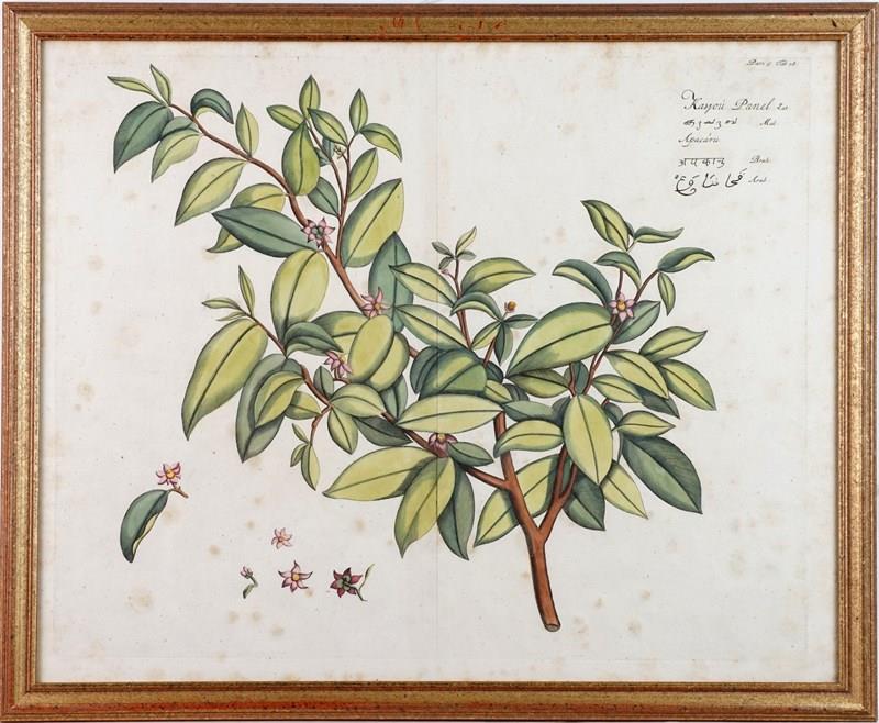 Eight Hand-Coloured Botanical Engravings From Hortus Indicus Malabaricus (1693)-epilogue-one-antiques-botanical-8-main-638116473423993790.jpg