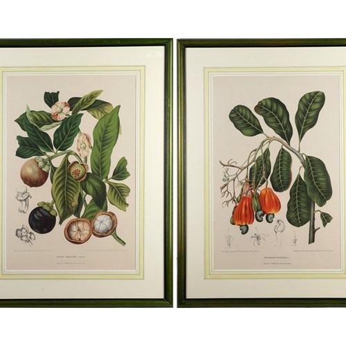Pair Of Botanical Lithographs, Mangosteen And Cashew, Flora Of Java, 1863