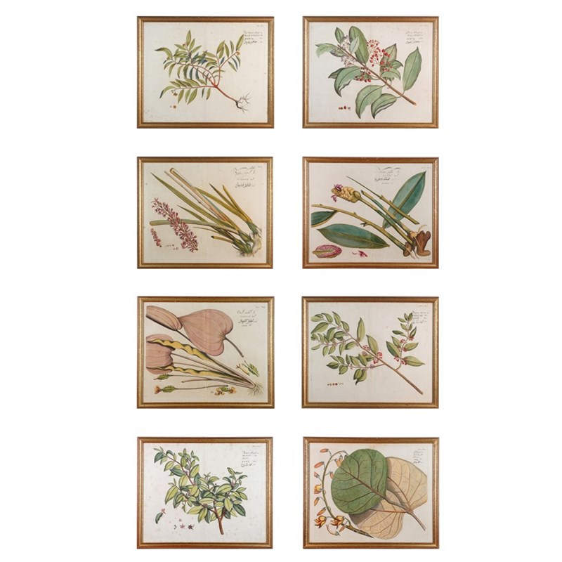 Eight Hand-Coloured Botanical Engravings From Hortus Indicus Malabaricus (1693)-epilogue-one-antiques-botanicals-main-638116473007123530.jpg