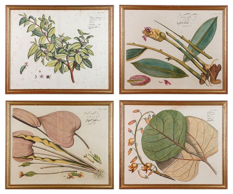Four Hand-Coloured Botanical Engravings From Hortus Indicus Malabaricus (1693)-epilogue-one-antiques-four-botanicals-cover-main-638057531488892334.jpg