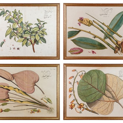 Four Hand-Coloured Botanical Engravings From Hortus Indicus Malabaricus (1693)