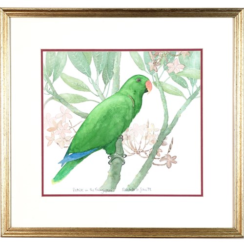 Male Eclectus Parrot Watercolour By Elizabeth Stjohn