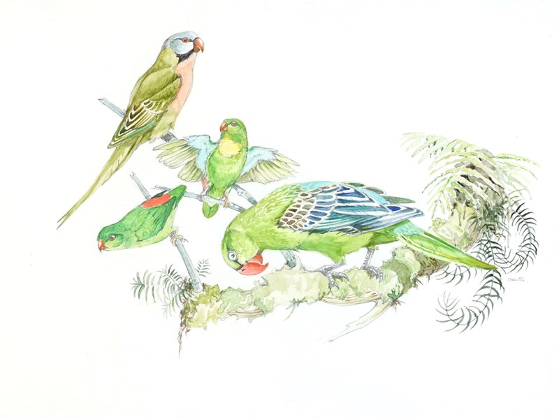 Bird Watercolour By Frank Jarvis-epilogue-one-antiques-pic4-2-main-638080904995928845.jpg