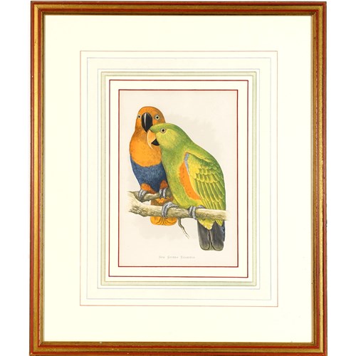Eclectus Parrot Woodblock, 1884