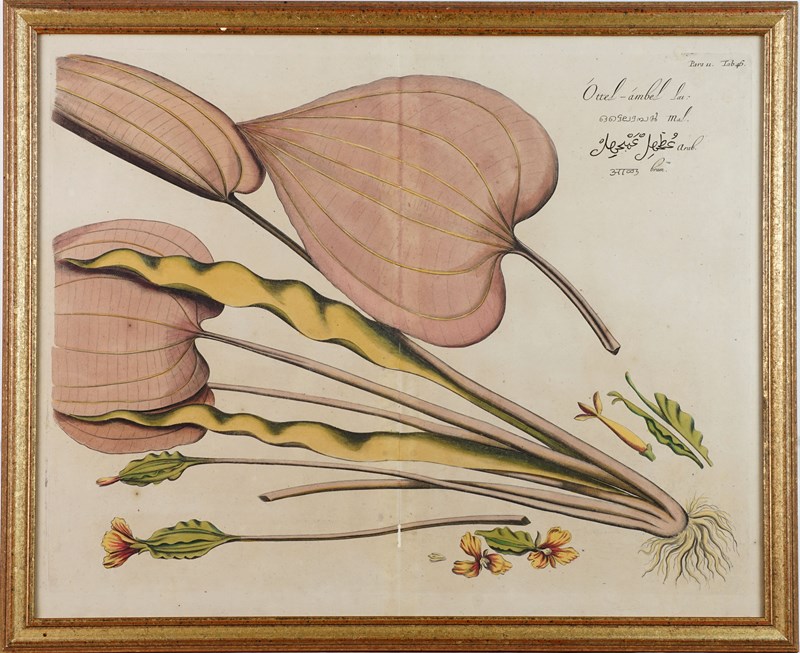 Four Hand-Coloured Botanical Engravings From Hortus Indicus Malabaricus (1693)-epilogue-one-antiques-pic6-main-638057532066460724.jpg