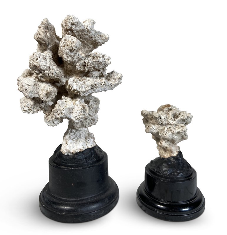 Coral Mounted on Stands-fontaine-decorative-fon4464-a-webready-main-637733448307689073.jpg