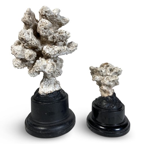 Coral Mounted on Stands