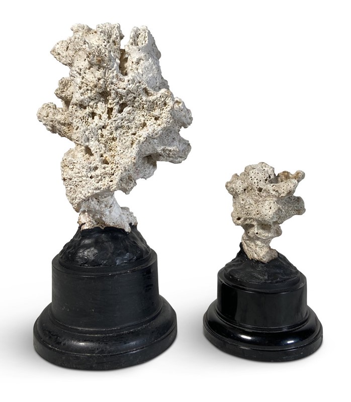 Coral Mounted on Stands-fontaine-decorative-fon4464-b-webready-main-637733448510812723.jpg