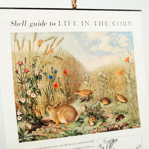 Shell Guides Poster ‘Life in the Corn’ 