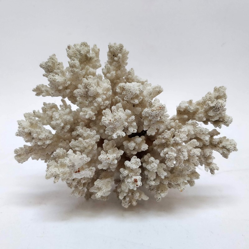 Decorative pieces of Coral -general-store-no-2-2-main-637021869292320563.jpg