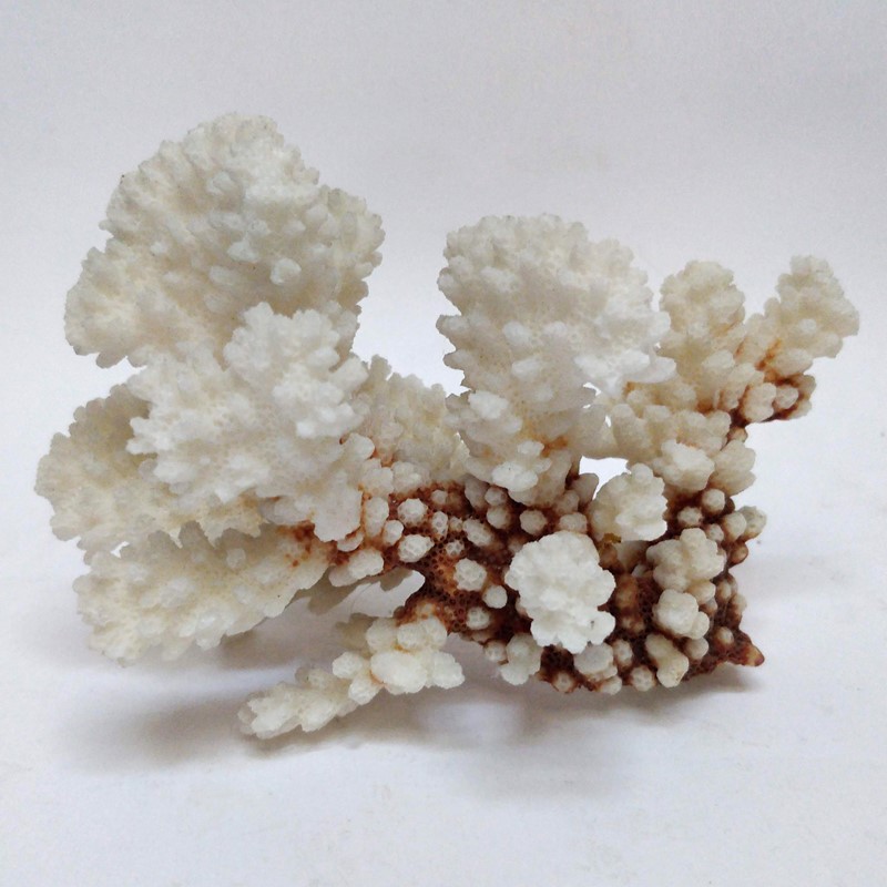 Decorative pieces of Coral -general-store-no-2-3-main-637021869384507978.jpg