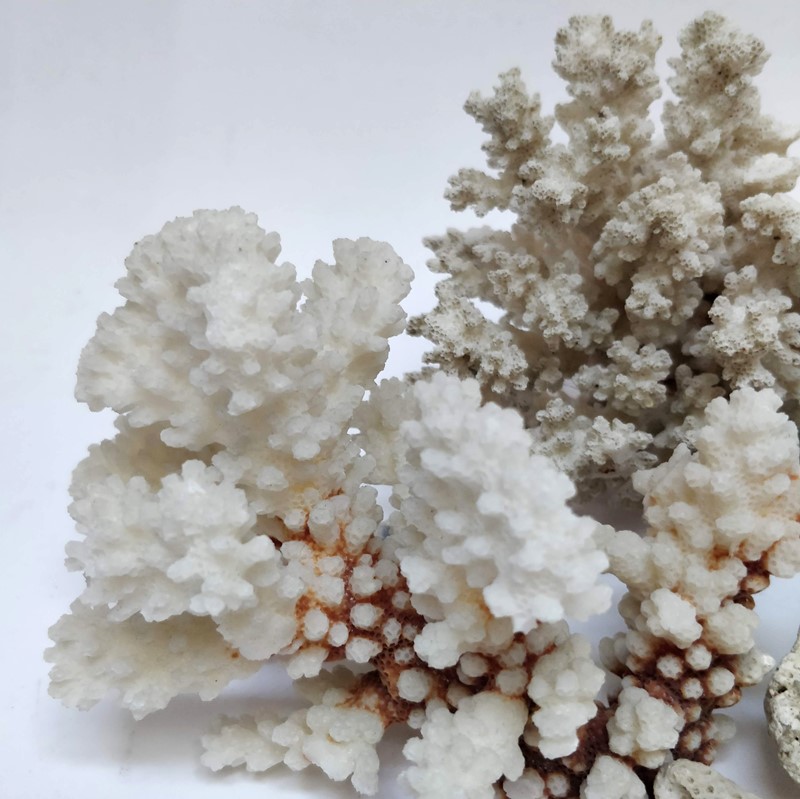 Decorative pieces of Coral -general-store-no-2-4-main-637021869496240961.jpg