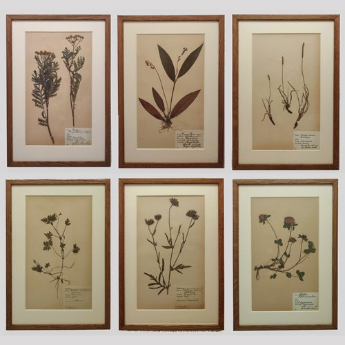 Set Of 6 Herbariums