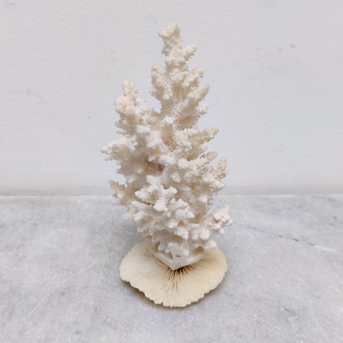 Natural 'Coral' Tree