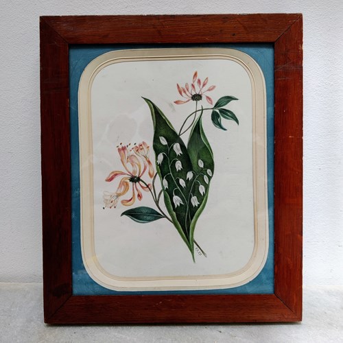 C19th Lily Of The Valley & Honeysuckle Watercolour 