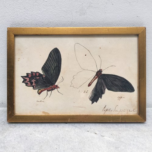 Charming Early 19Th Century 'Butterflies'
