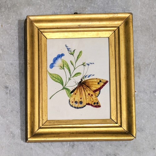 Lovely Early 19Th Century 'Butterfly' Watercolour 