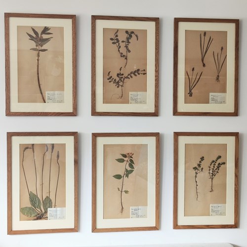 Six 20Th Century Framed Swedish Herbariums