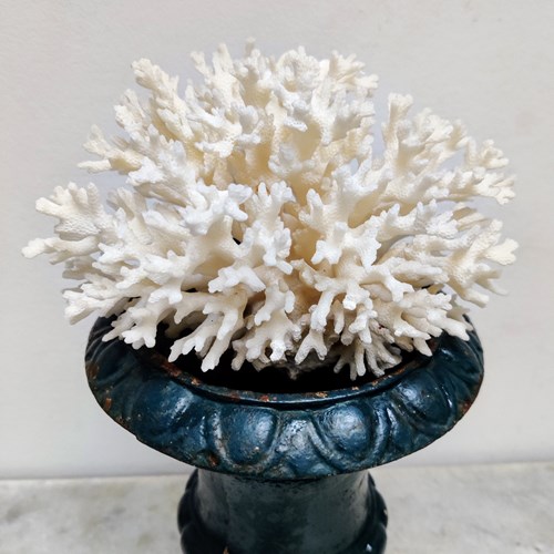 Decorative Chunk Of White Coral