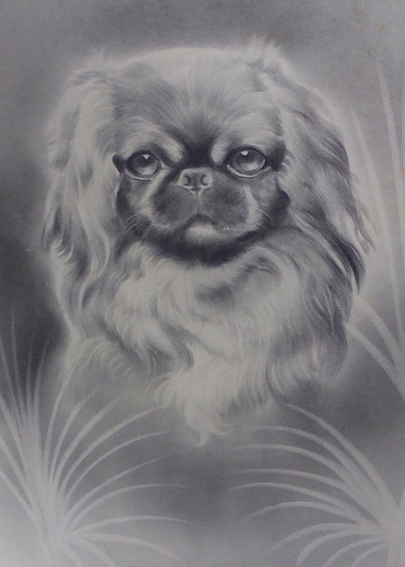 Drawing of a Pekingese by H W Hellings-ginger-tom-s-curious-eclectic-ce552e-hoarde-main-637457233376593184.JPG