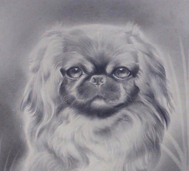 Drawing of a Pekingese by H W Hellings-ginger-tom-s-curious-eclectic-ce552f-hoarde-main-637457233548311008.JPG