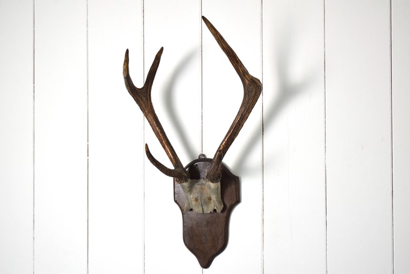 Antique Deer Antlers Mounted on Oak Shield-grumbla-lane-dsc-3435-main-638067072856128884.JPG